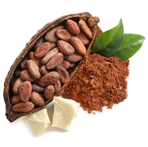Cacao, l'ingrédient indispensable du chocolat